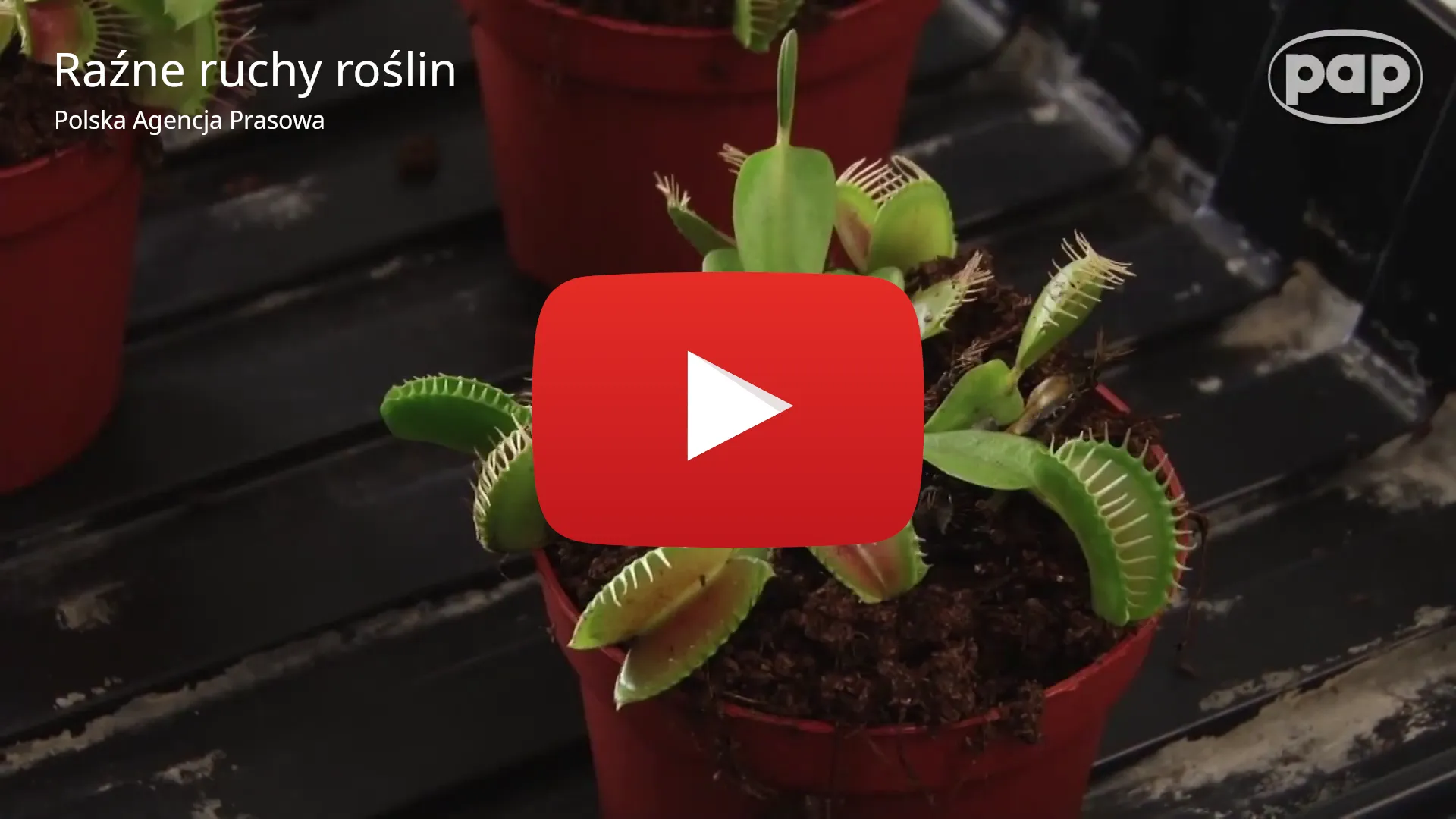 Link do filmu Raźne ruchy roślin na Youtube Polskiej Agencji Prasowej